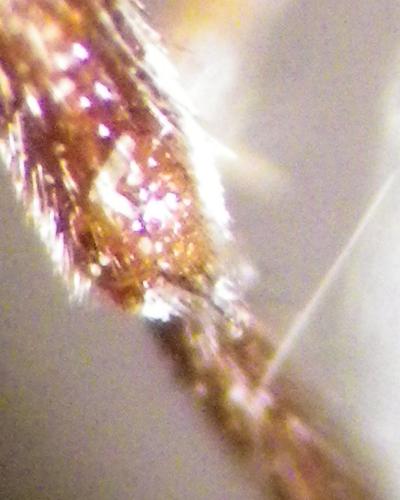 Nomada ruficornis